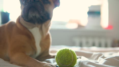 brown french bulldog lying on the bed with tennis ball