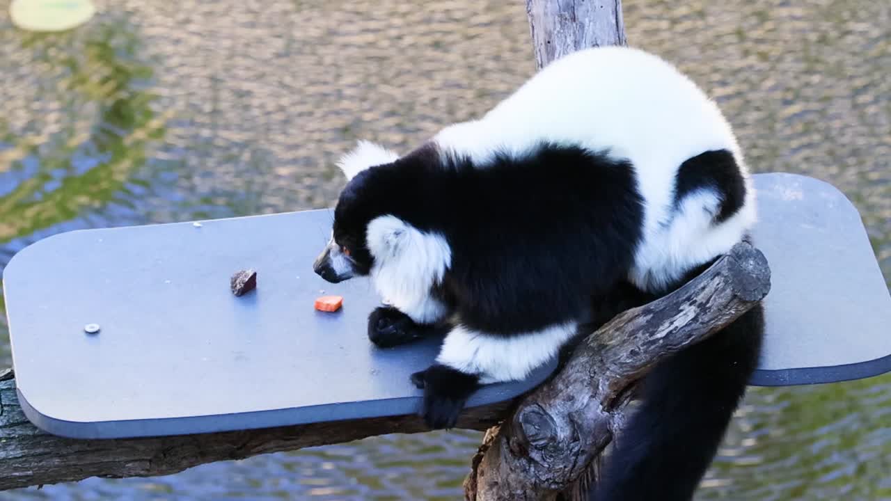 黒と白のワオキツネザルが池の上の台で食べ物を食べています。