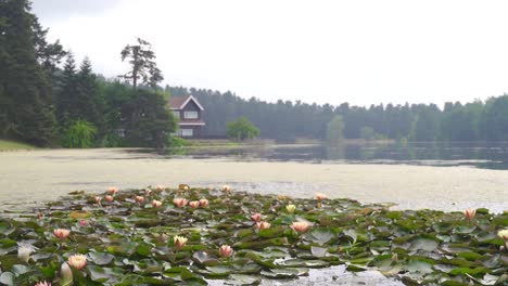Lotusblumen-Auf-Dem-See.
