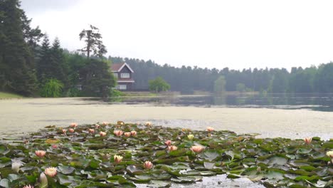 Flores-De-Loto-En-El-Lago.