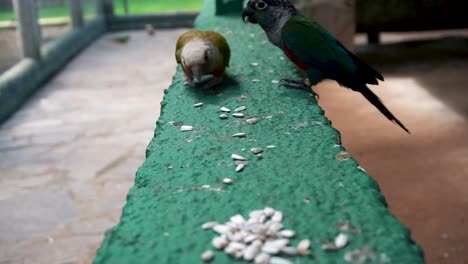 perico de vientre carmesí y conure comiendo semillas de calabaza en el alimentador de la pajarera en españa