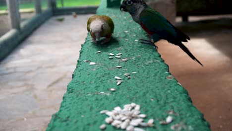 crimson-bellied parakeet and conure eating pumpkin seeds on feeder of aviary in spain