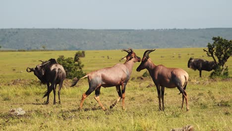 topi, african wildlife animal in masai mara, male displaying and courting with mating female putting on a display and alarm call, amazing animal behaviour in maasai mara, kenya, africa