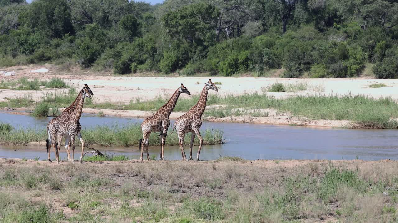 Four giraffes stand on sandy riverbank in South Africa, wide angle