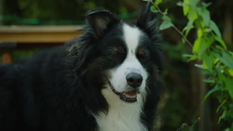 Mittlere-Porträtaufnahme-Eines-Hundes,-Der-Im-Garten-Steht-Und-Seine-Umgebung-Beobachtet
