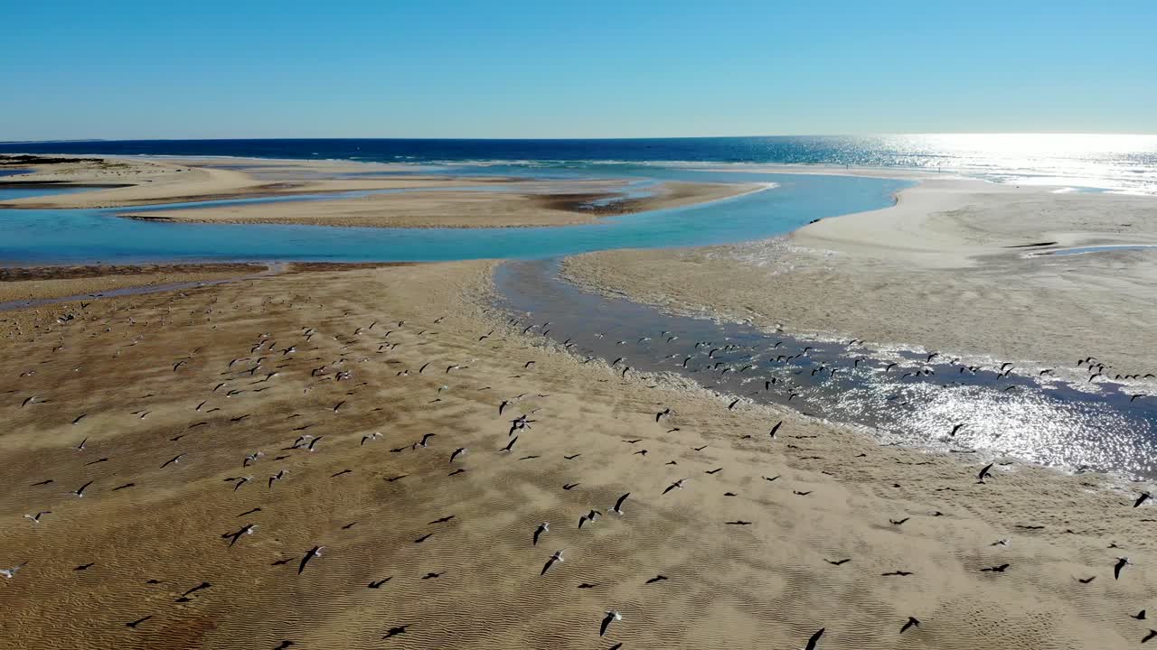 una bandada de gaviotas vuela en la playa de cacela velha