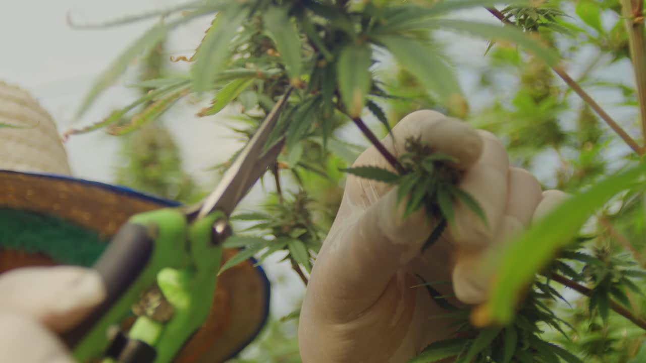 Cannabis Plant Harvesting