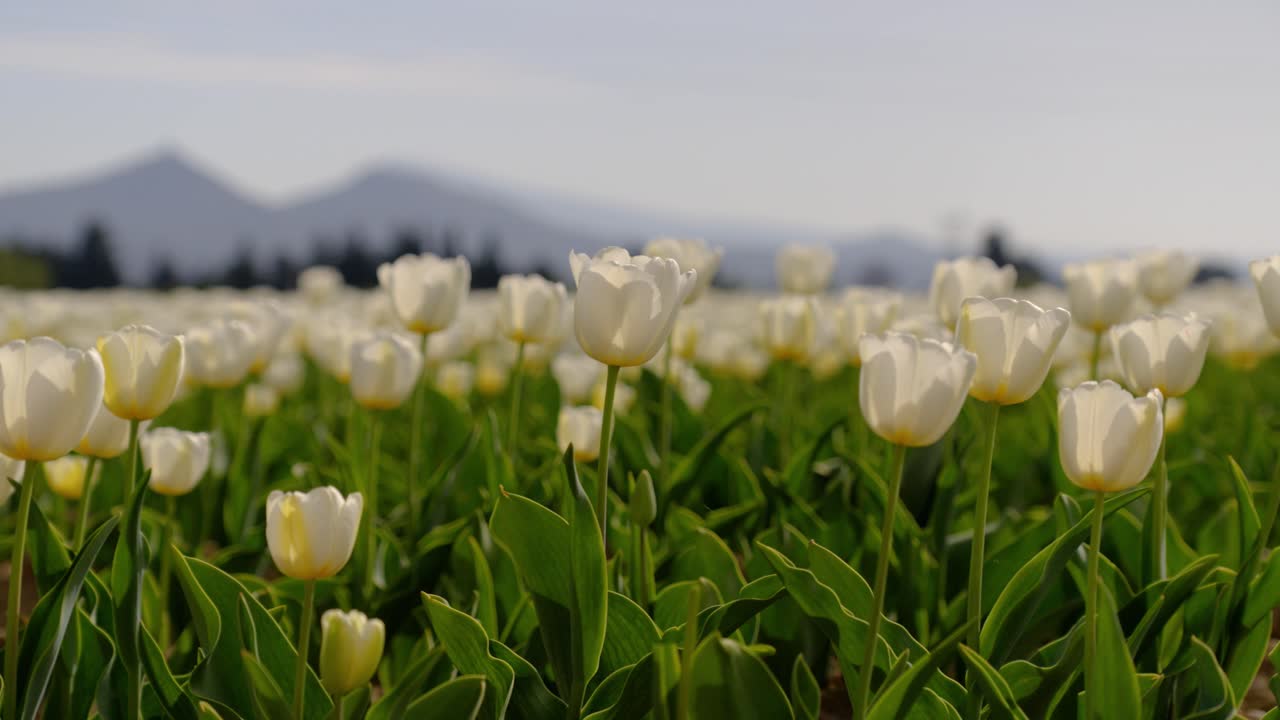 white tulips in bloom in Vaucluse with Mount Ventoux in the backdrop