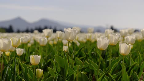 white tulips in bloom in vaucluse with mount ventoux in the backdrop
