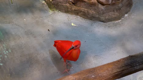 Beautiful-bright-red-Scarlet-Ibis-standing-by-the-clear-pool--Midshot