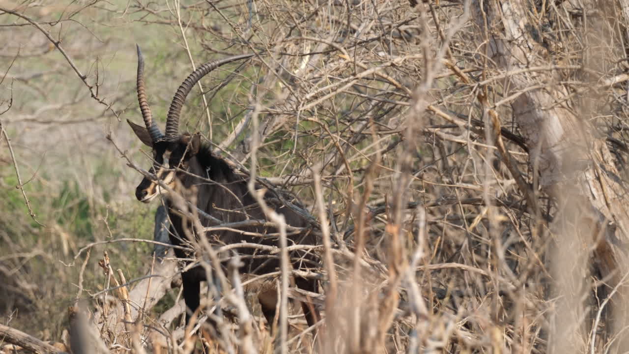 el antílope sable en la sabana boscosa de sudáfrica