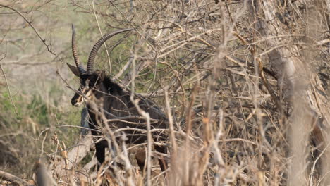 sable antelope on wooded savanna in south africa