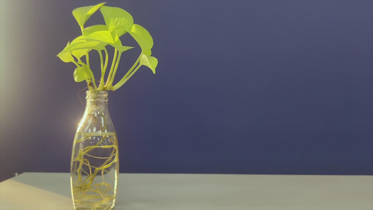 Fresh money plant with visible roots growing in glass water pot, set against blue wall, interior design, minimalism, home decor, eco-friendly living and indoor gardening.