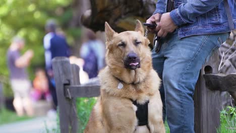 Project-video-of-beautiful-german-shepherd-dog-sticking-out-tongue,-looking-to-side,-licking-nose-and-enjoying-being-outside-in-nature-in-Yosemite-Valley