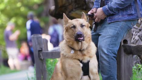 proyecto de video de un hermoso pastor alemán sacando la lengua, mirando a un lado, lamiendo la nariz y disfrutando de estar afuera en la naturaleza en el valle de yosemite