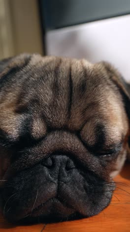 sleepy pug