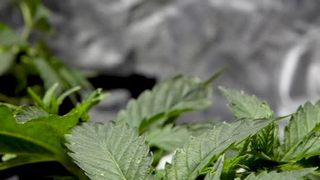 Homegrown-Cannabis-Plant-With-Green-Leaves---Marijuana-Plant---close-up,-slider