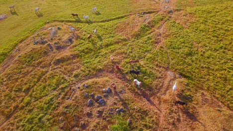 aerial tracking shot following white and brown horses, on a farm, in the countryside of tyreso, sweden