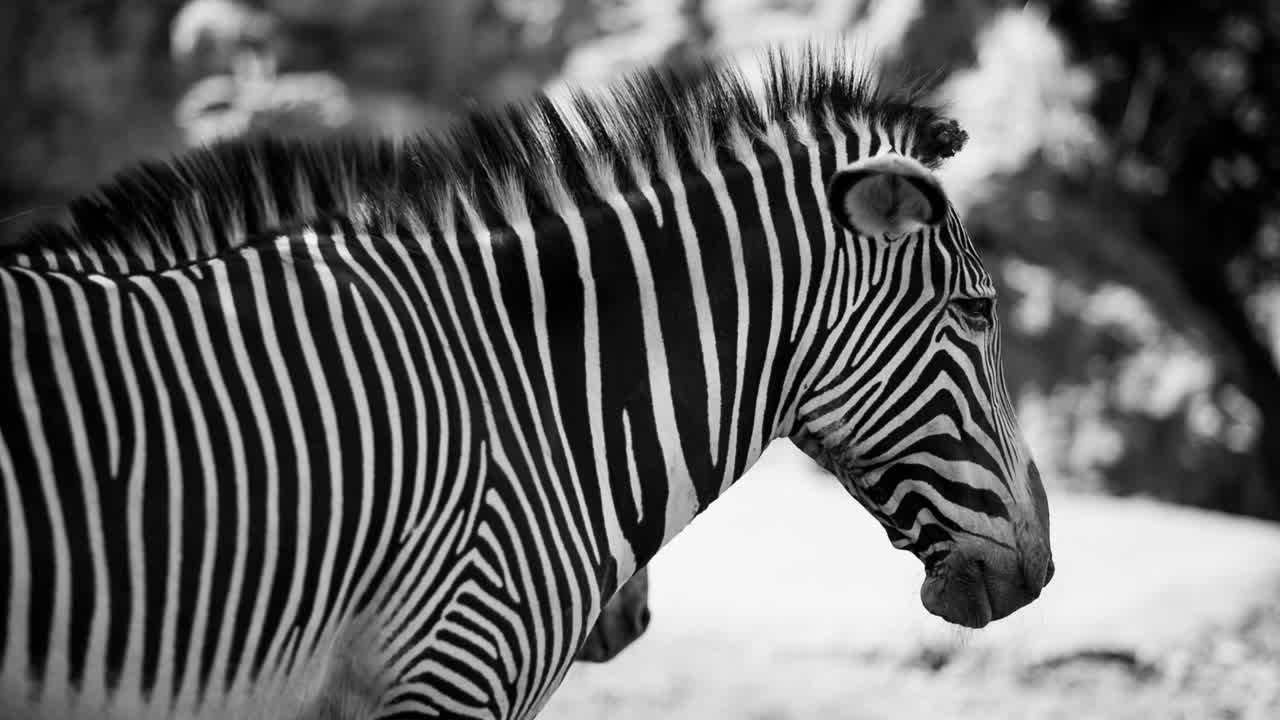 Zebra Grevy 09