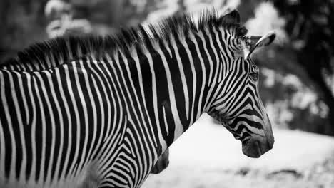 Zebra-Grevy-09