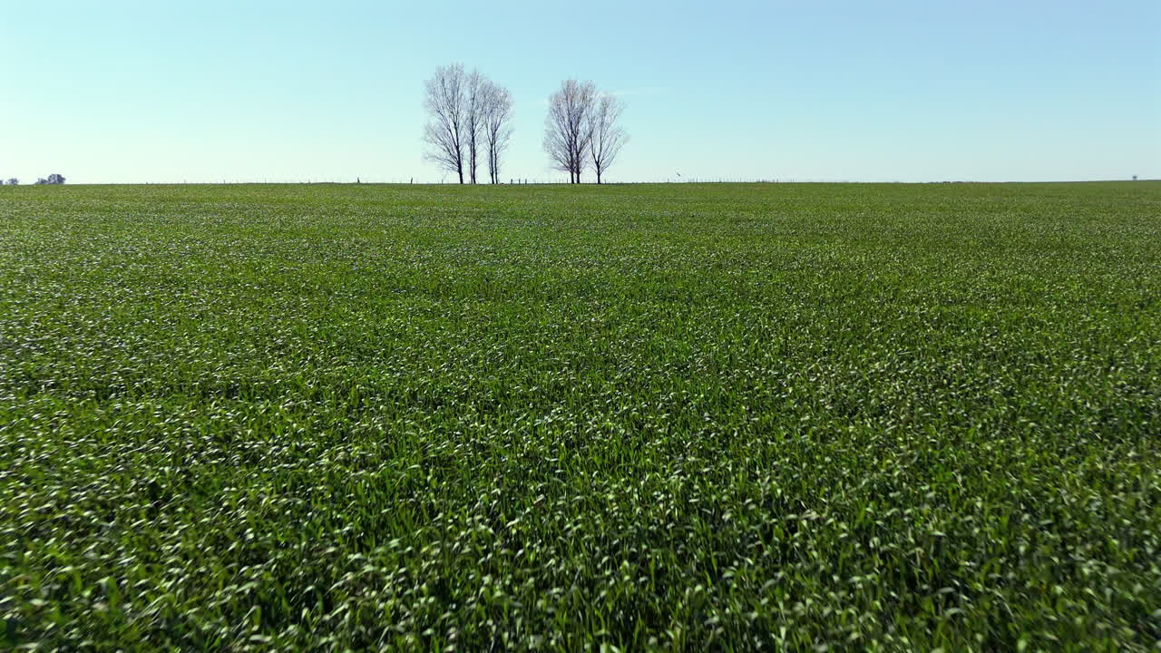 Expansive Green Field with Distant Bare Trees Under Clear Blue Sky. Wide aerial Shot. Argentina. 4k.