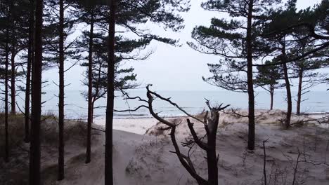 aerial view of baltic sea coastline at bernati beach in latvia, flying forward through tight coastal pines over the white sand beach, sea erosion affected coastline, wide angle revealing drone shot