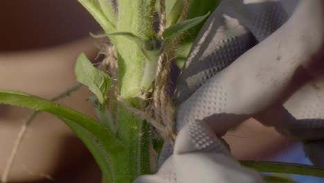 close up of hands tying a plant stem with twine