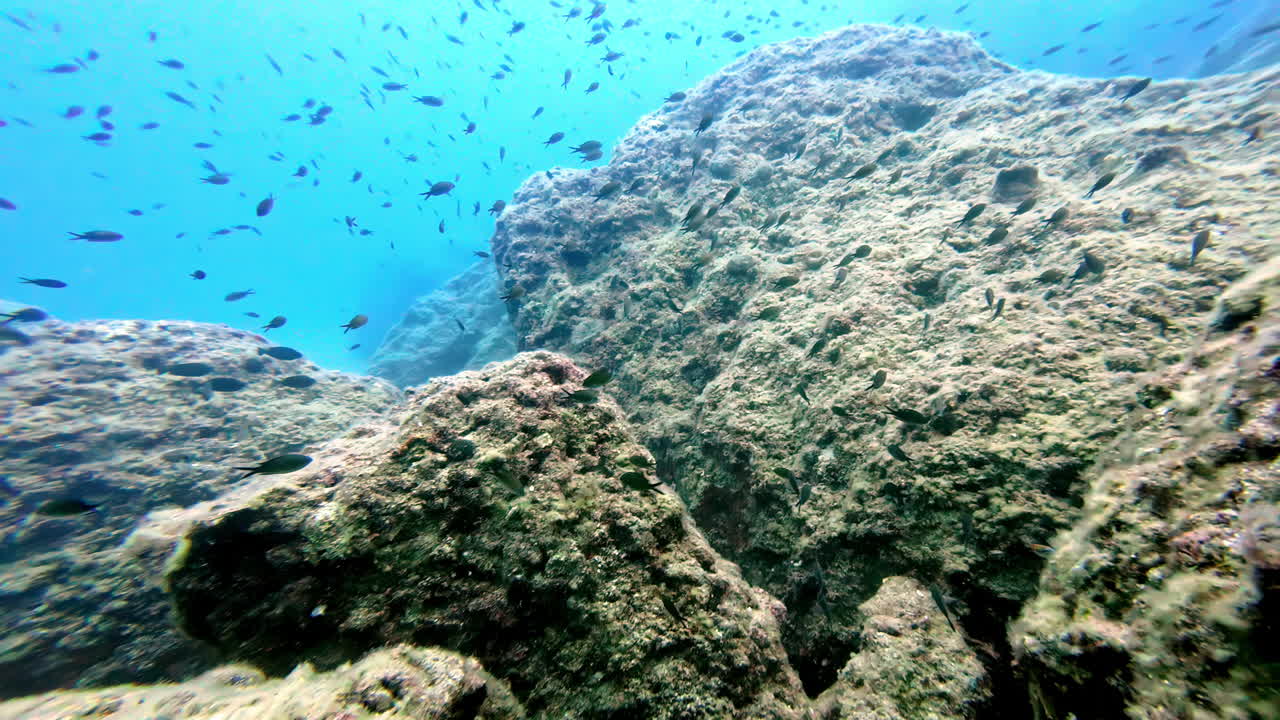 Epic wildlife on the ground of the ocean, fish and corals in the sea, exploring with scuba diver, slow motion and copy space