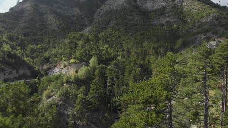 drone video flying near over pine trees on a wild forest at mount gramos greece panning left