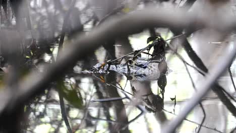 Head-shot-of-the-Black-Caiman-hiding-behind-a-few-old-branches