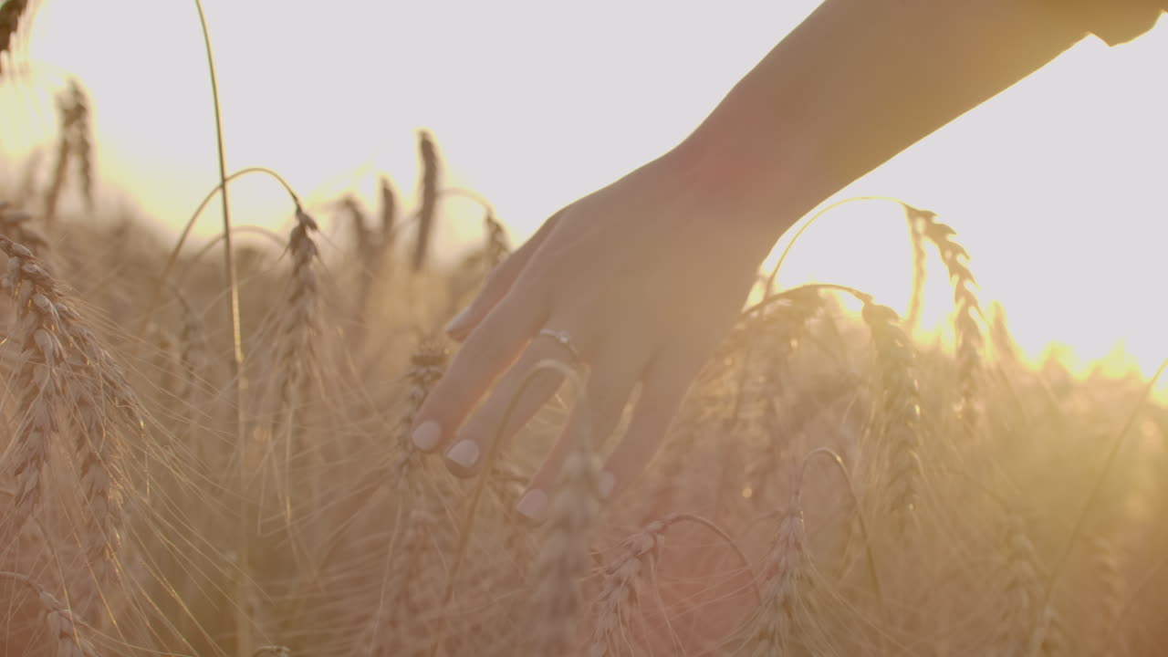Woman hand running through wheat field. Girl hand touching wheat ears closeup.Harvest concept. Harvesting. Woman hand running through wheat field