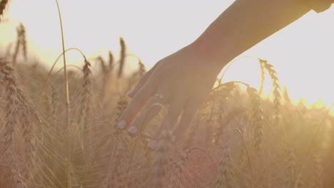 woman hand running through wheat field. girl hand touching wheat ears closeup.harvest concept. harvesting. woman hand running through wheat field