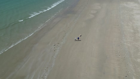 caminantes de perros en una playa desierta
