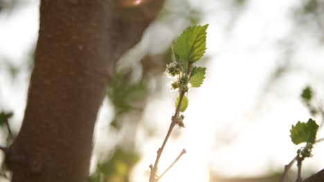 Close-up-of-a-new-leaf-growing-on-a-young-Mulberry-tree-with-golden-backlight-and-sunlight-flares