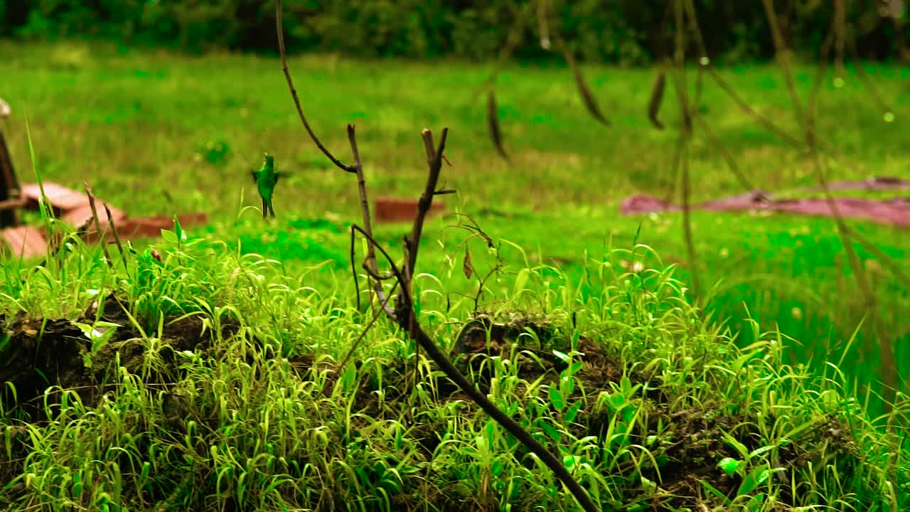 녹색, 보라색 머리의 콜리브리가 나뭇가지에 자리 잡고 있다가 이륙하고 공중을 맴돌며 느린 동작으로 날아갑니다.