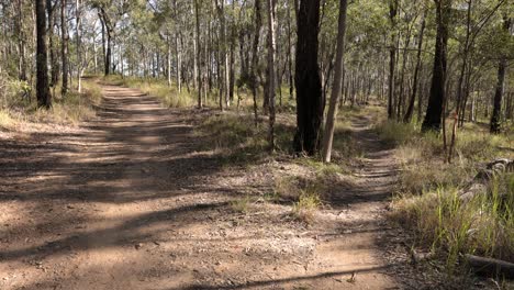 Handheld-footage-of-fire-break-trails-in-Nerang-National-Park,-Gold-Coast,-Queensland,-Australia