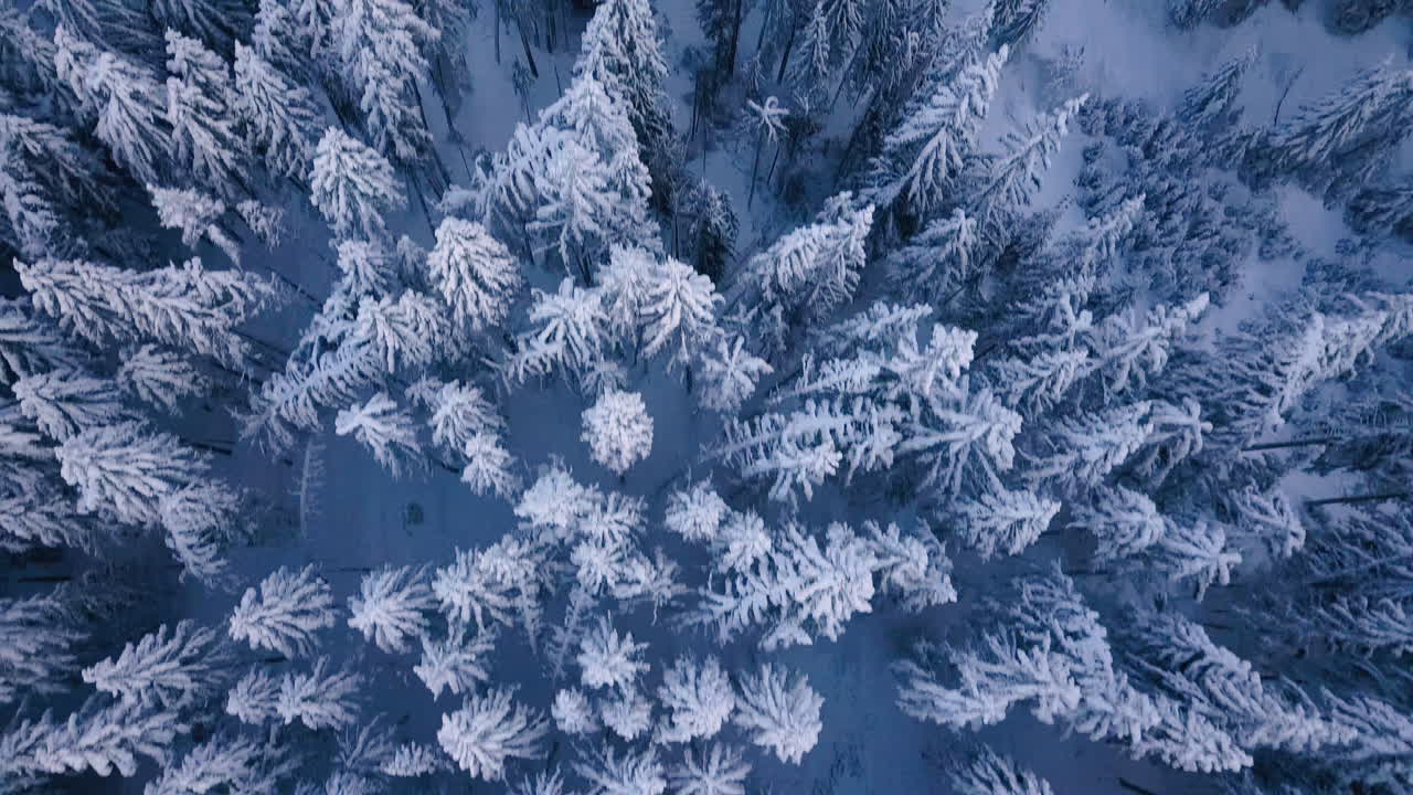 Snow covered coniferous forest trees, winter woodland scenery aerial view