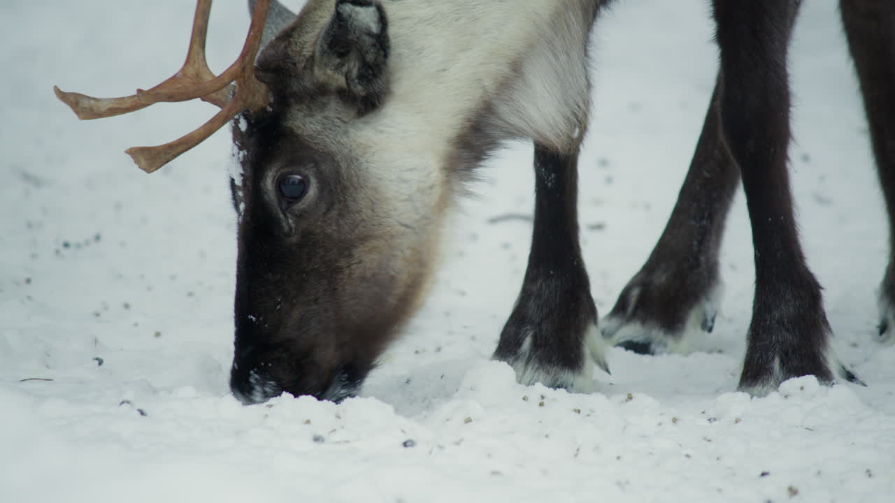 Close up of a reindeer eating in snowy environment in Finnish Lapland