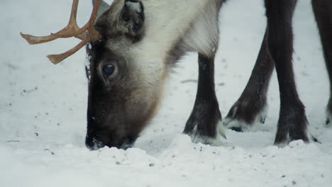 Nahaufnahme-Eines-Rentiers,-Das-In-Einer-Verschneiten-Umgebung-Im-Finnischen-Lappland-Frisst