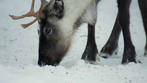 close up de un reno comiendo en un entorno nevado en laplandia finlandesa