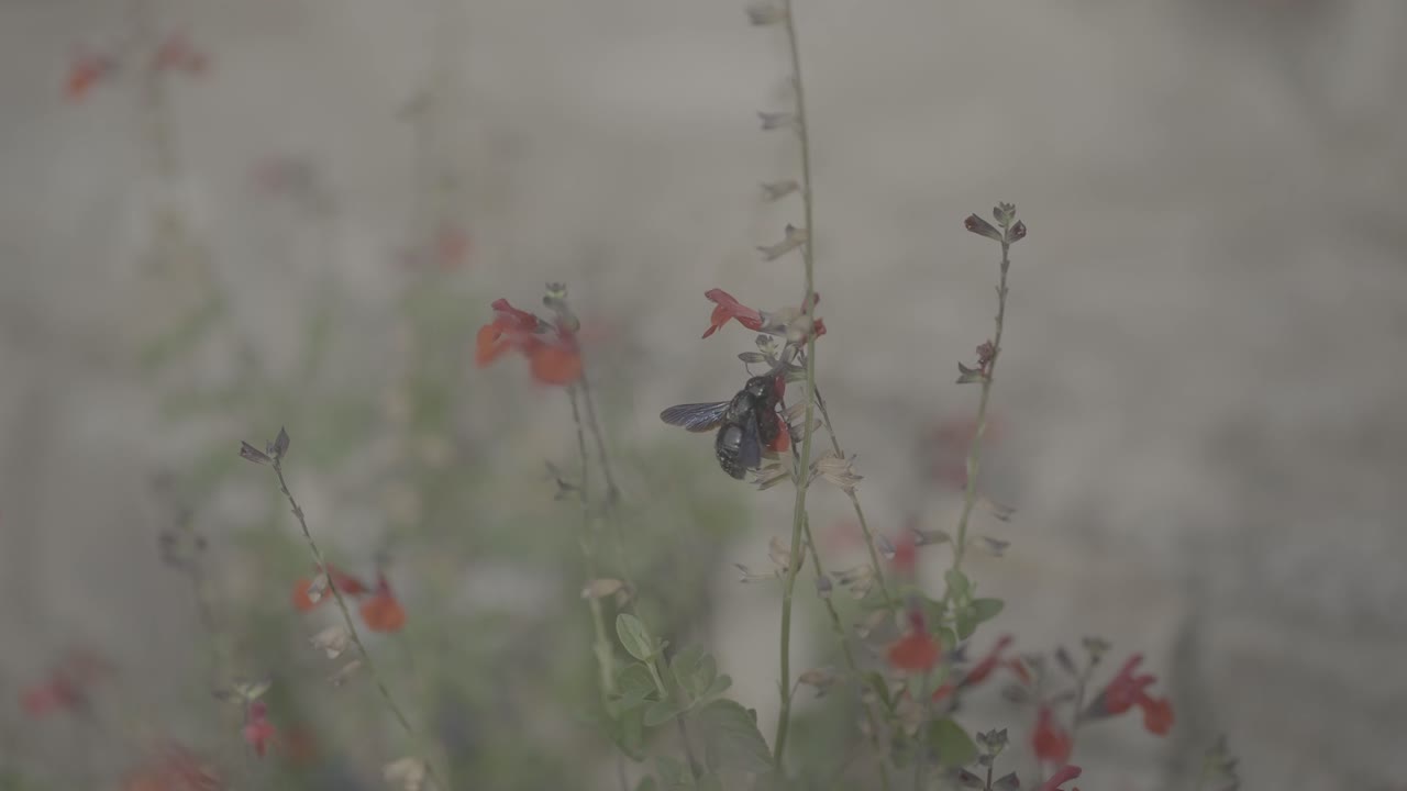 Carpenter Bee Collecting Sweet Nectar On Flower In The Field. - closeup shot