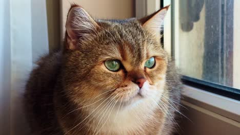 British-short-hair-cat,-with-stunning-green-eye,-standing-on-a-window-ledge