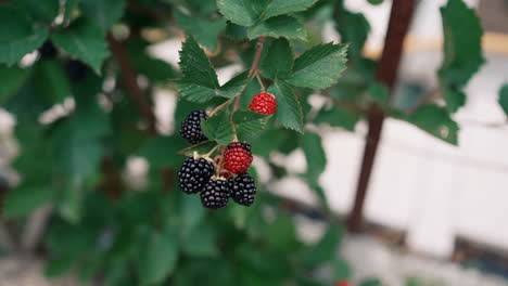 ripening blackberries on branch. close up