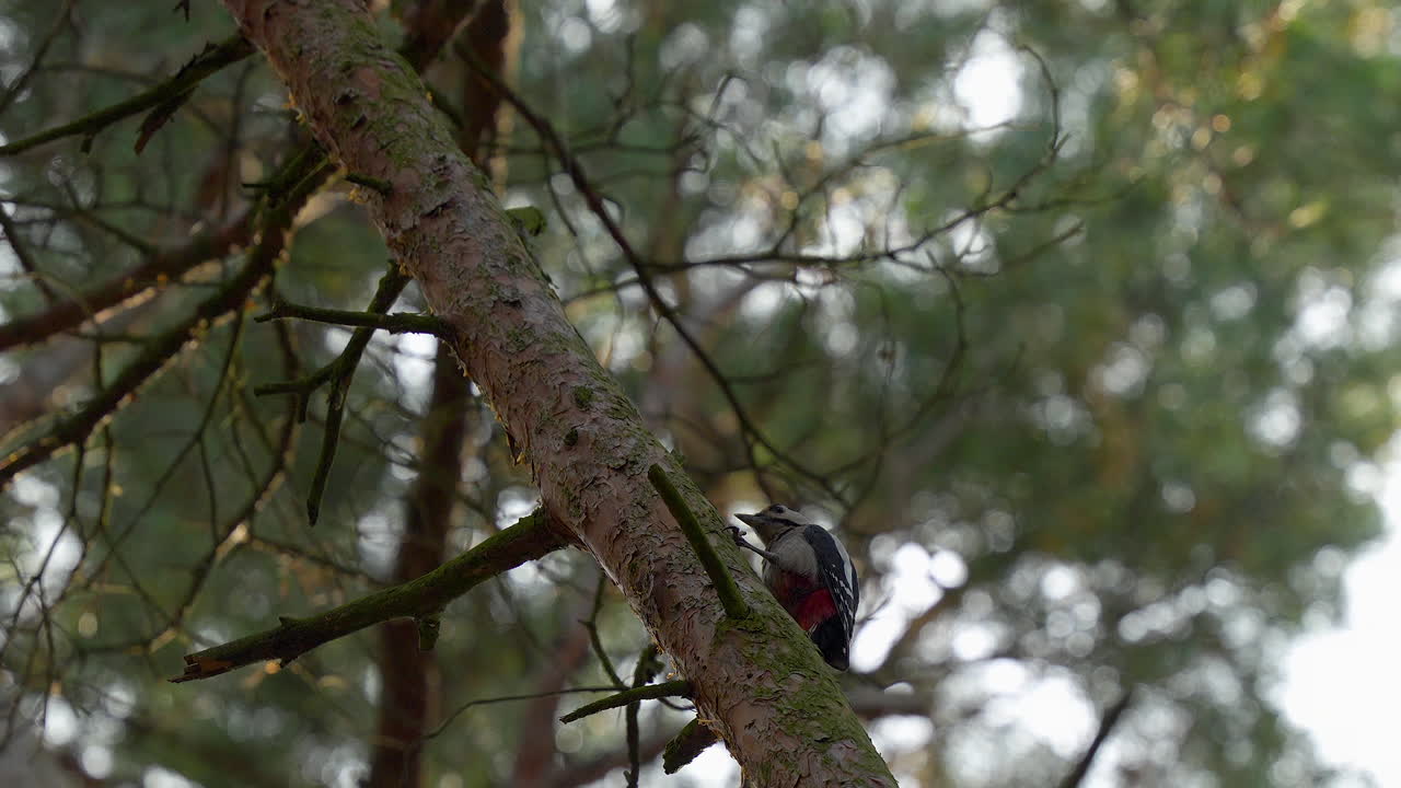 gran pájaro carpintero manchado percha en la corteza áspera de un árbol alto