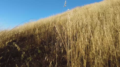 dry reed grass in skyline ridge open space preserve in california - drone shot