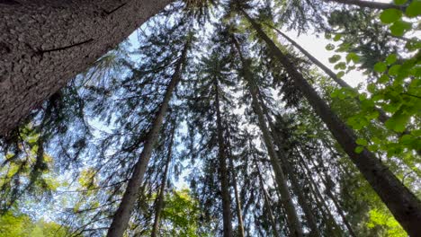 view of tall trees from below