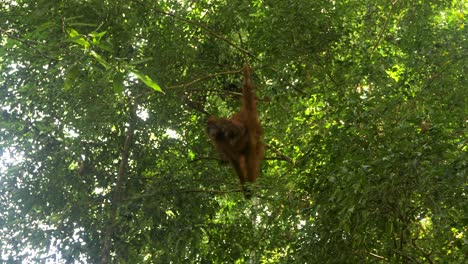 Orangutans-are-largely-solitary-animals,-females-live-with-their-offspring