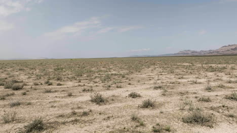 Zwei-Kropfgazellenantilopen,-Die-In-Der-Trockenen-Steppe-In-Vashlovani-Stehen