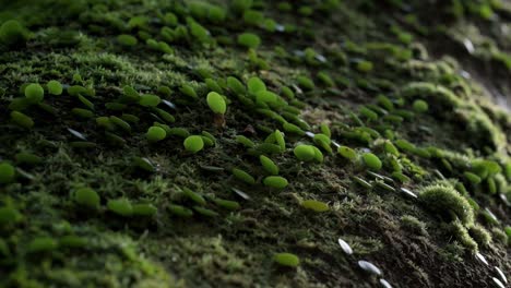 Close-up-of-young-small-leaves-and-green-moss-at-a-wild-tree-trunk-in-Hong-Kong's-forest