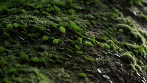 close-up of young small leaves and green moss at a wild tree trunk in hong kong's forest